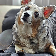 Lenore is registered to the contest to win money with this photo: animal, bone, closeup, companion, couch, cozy, cute, dog, domestic, ears, fluffy, friendly, fur, indoor, leather, looking_up, mammal, pet, portrait, relaxed