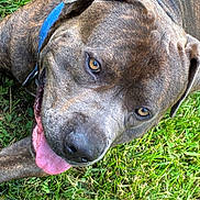 Baloo is registered to the contest to win money with this photo: dog, brindle, collar, blue_collar, tongue_out, grass, outdoor, pet, canine, happy, close_up, lying_down, animal, muzzle, ears, fur, nature, playful, friendly, tongue