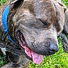 Baloo joined the competition — help win amazing prizes! dog, brindle, tongue_out, blue_collar, grass, outdoor, pet, canine, happy, relaxed, animal, closeup, sleepy, nature, tongue, fur, muzzle, ears, resting, daylight