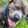 Baloo joined the competition — help win amazing prizes! dog, brindle, tongue_out, blue_collar, grass, outdoor, pet, canine, happy, close_up, animal, nature, playful, summer, mammal, friendly, relaxed, tongue, fur, snout
