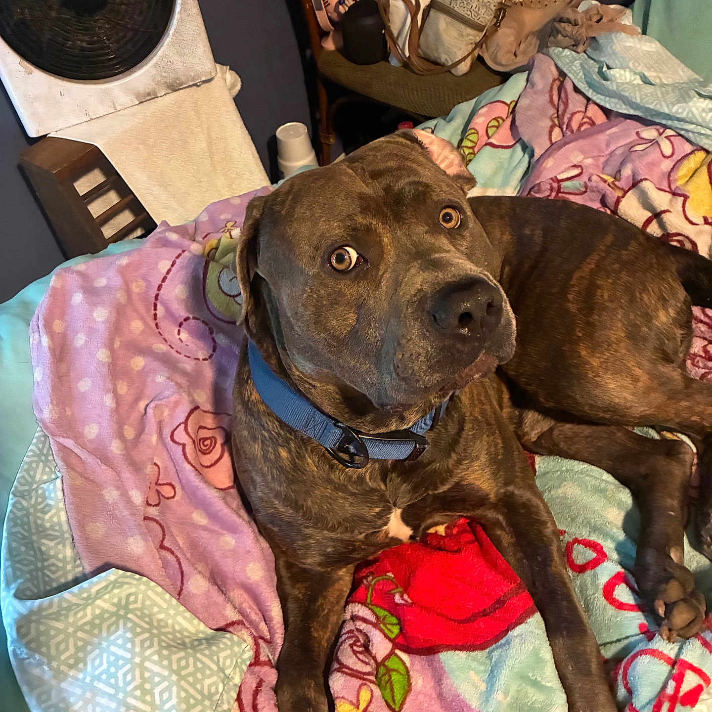 Baloo
