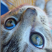 Hadès a rejoint le concours — aidez-le/la à gagner de superbes lots ! cat, close_up, face, eyes, whiskers, fur, pet, animal, curious, reflection, blurred_background, domestic_cat, looking_up, portrait, feline, indoor, soft_light, macro, texture, cute