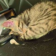 Hadès participe au concours pour gagner de l'argent avec cette photo : animal, black, cat, closeup, comfort, cozy, cute, ear, fabric, fur, indoor, kitten, pet, resting, shadow, sleeping, soft_lighting, tabby, texture, young