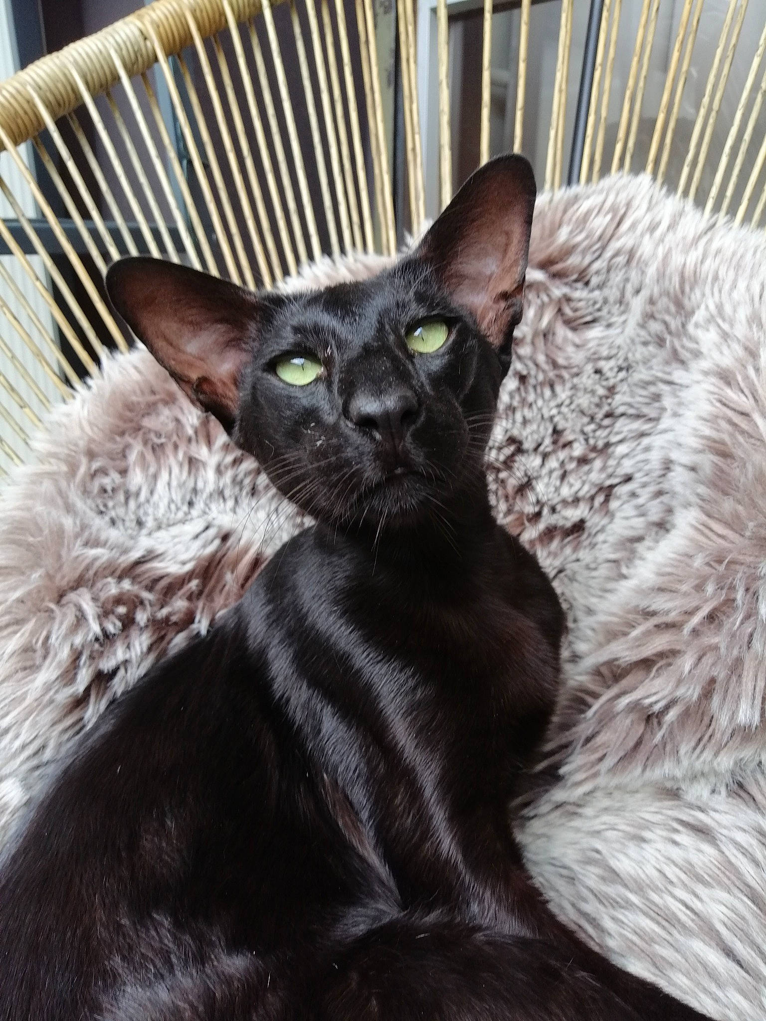 Ebony participe au concours pour gagner de l'argent avec cette photo : black_cat, bombay, carnivore, cat, cat_supply, claw, comfort, domestic_short_haired_cat, felidae, fur, grey, havana_brown, mammal, small_to_medium_sized_cats, snout, tail, terrestrial_animal, whiskers