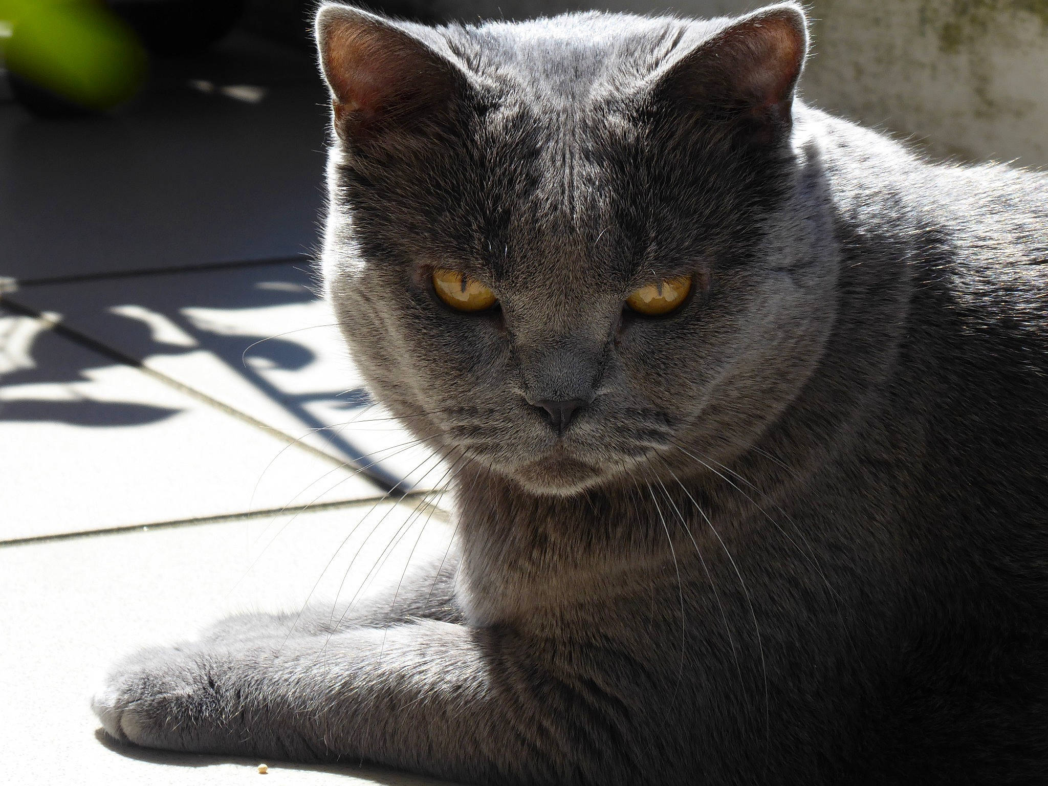 Meena participe au concours pour gagner de l'argent avec cette photo : carnivore, cat, close_up, domestic_short_haired_cat, felidae, fur, grey, mammal, russian_blue, small_to_medium_sized_cats, snout, terrestrial_animal, vertebrate, whiskers