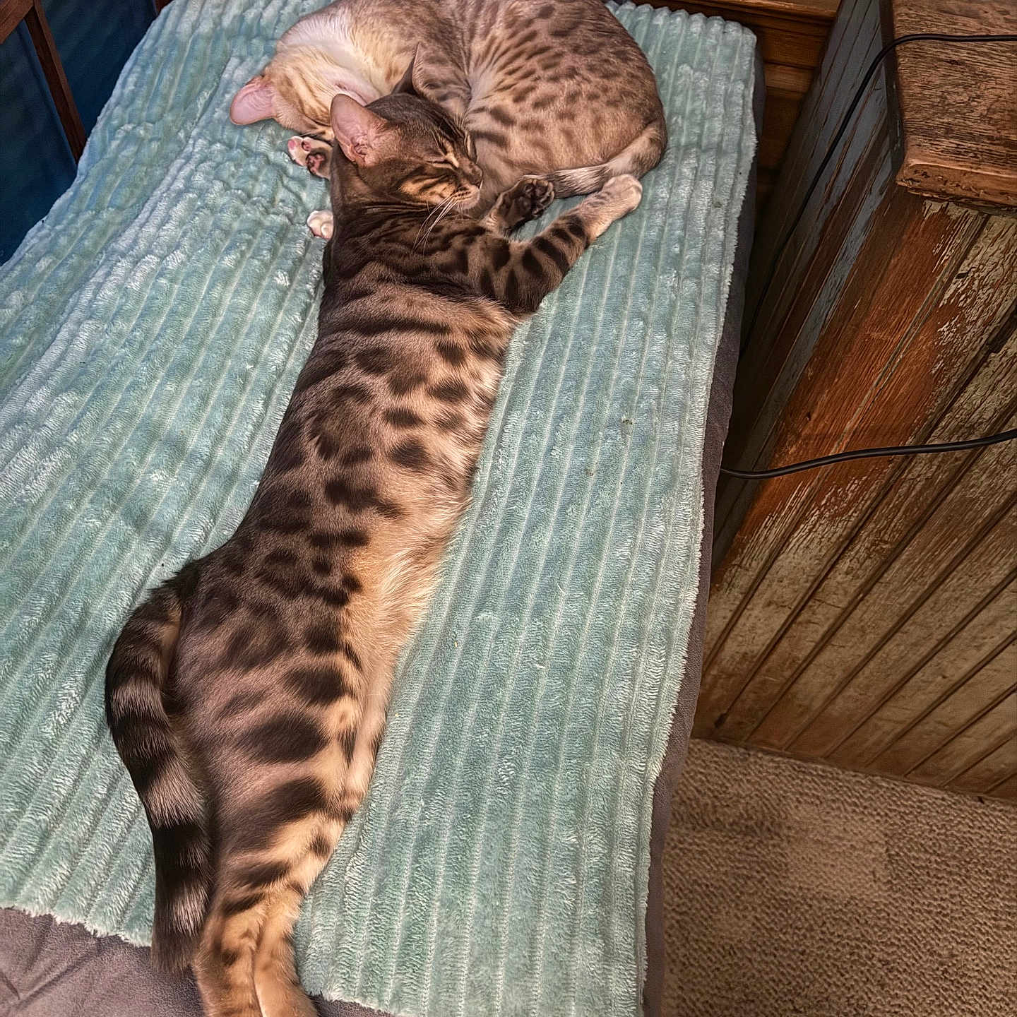 Boston And London is registered to the contest to win money with this photo: animal, bed, bedroom, blanket, cat, clothing, couch, cushion, egyptiancat, footwear, furniture, homedecor, indoors, kitten, person, pet, room, shoe, sleeping, wood