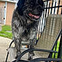 Rex is registered to the contest to win money with this photo: dog, pet, outdoor, chair, fence, patio, grass, building, wood, smiling, animal, canine, fur, collar, daylight, backyard, side_view, metal, concrete, relaxing
