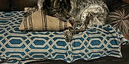Rex joined the competition — help win amazing prizes! dog, couch, pillow, blanket, leather, indoor, carpet, relaxed, pet, fur, home, animal, resting, furniture, pattern, cozy, brown, black, white, living_room