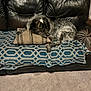 dog, couch, pillow, blanket, leather, indoor, carpet, relaxed, pet, fur, home, animal, resting, furniture, pattern, cozy, brown, black, white, living_room