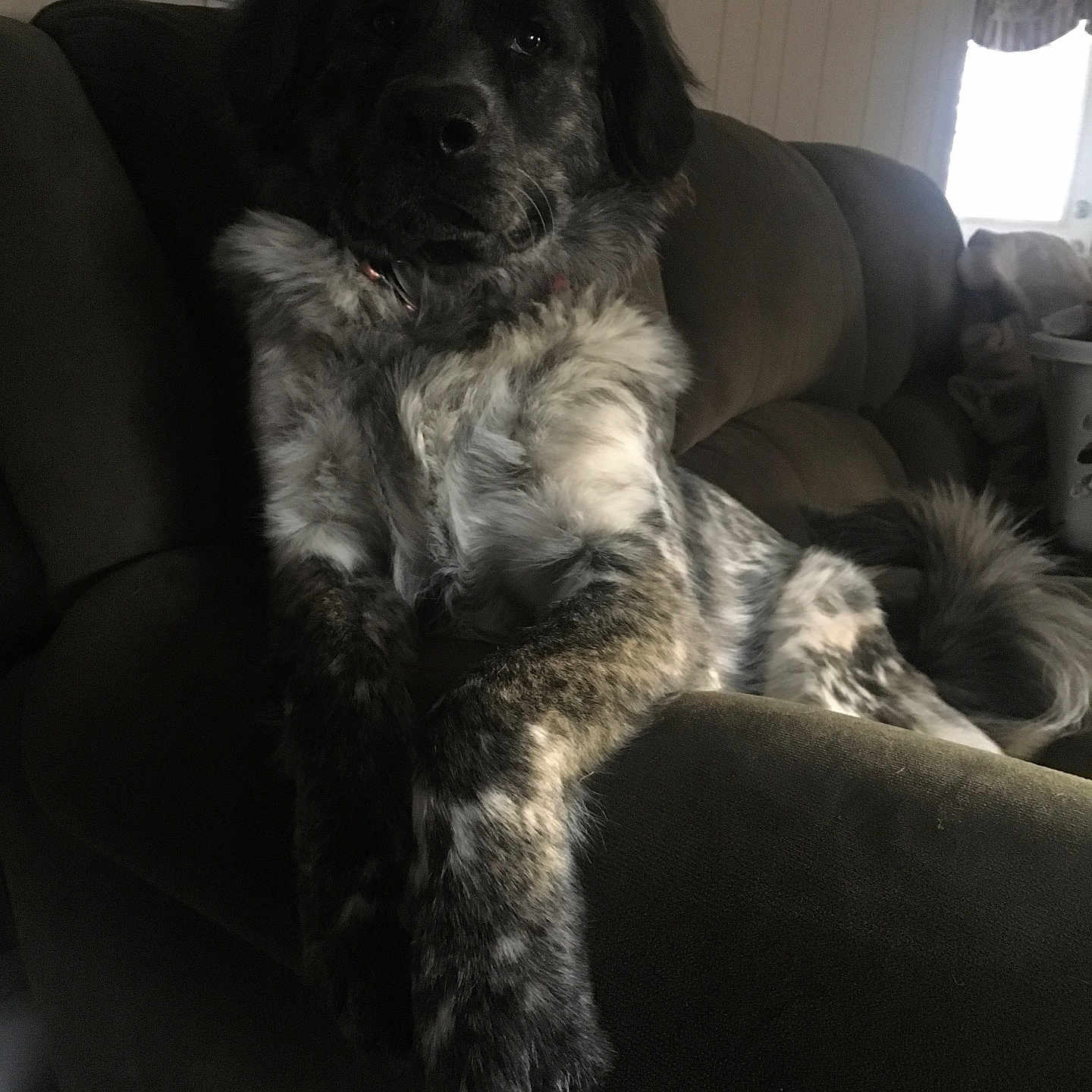 Rex is registered to the contest to win money with this photo: animal, armrest, canine, comfortable, couch, dark, dog, domestic, fluffy, furniture, furry, home, indoor, laying_down, living_room, pet, quiet, relaxed, resting, speckled_coat