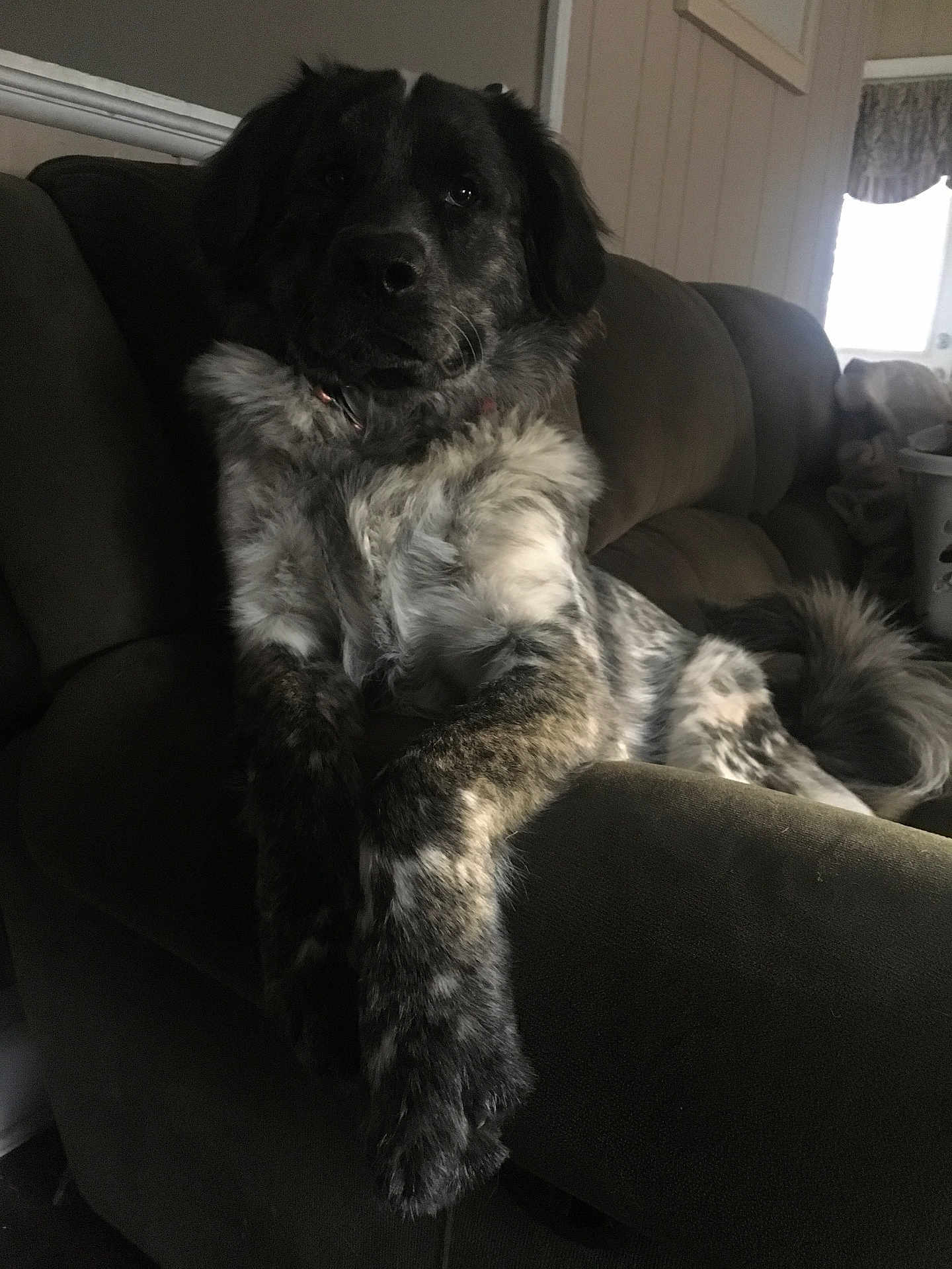 Rex is registered to the contest to win money with this photo: dog, indoor, couch, furniture, pet, animal, relaxed, speckled_coat, fluffy, laying_down, living_room, domestic, canine, resting, home, comfortable, furry, armrest, dark, quiet