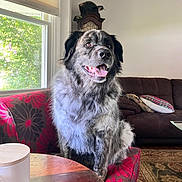 Rex is registered to the contest to win money with this photo: dog, sitting, indoor, chair, red_flower_pattern, window, couch, pillow, carpet, table, wood, tongue_out, happy, furry, pet, living_room, natural_light, decor, home, fur