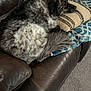 Rex joined the competition — help win amazing prizes! dog, couch, leather, pillow, blanket, resting, sleeping, indoor, furry, pet, cozy, home, carpet, animal, comfort, living_room, relaxation, fur, brown, striped