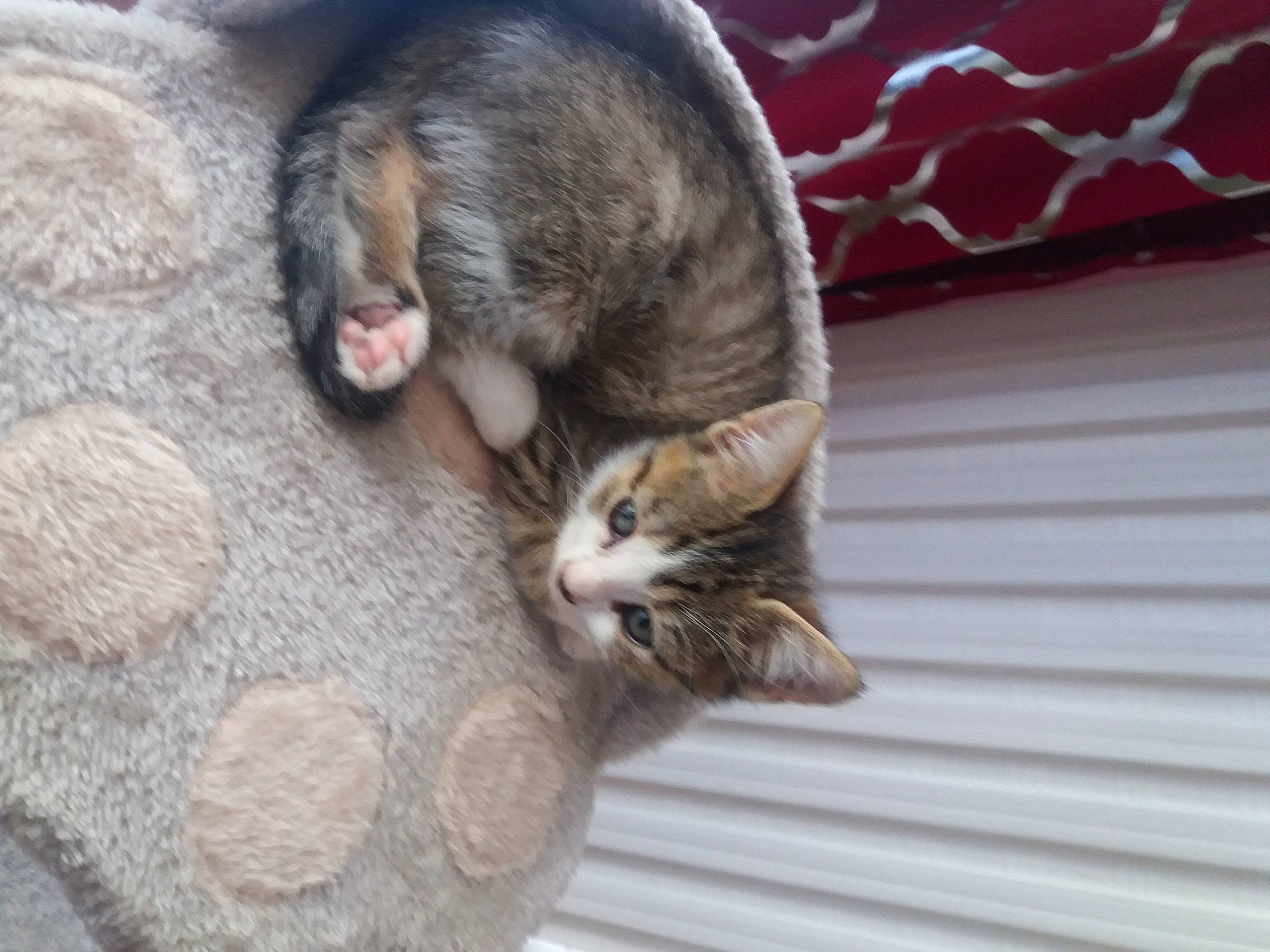 Pounette participe au concours pour gagner de l'argent avec cette photo : aegean_cat, asian, carnivore, cat, domestic_short_haired_cat, dragon_li, ear, european_shorthair, felidae, fur, kitten, mammal, nap, skin, sleep, small_to_medium_sized_cats, snout, tabby_cat, tail, whiskers