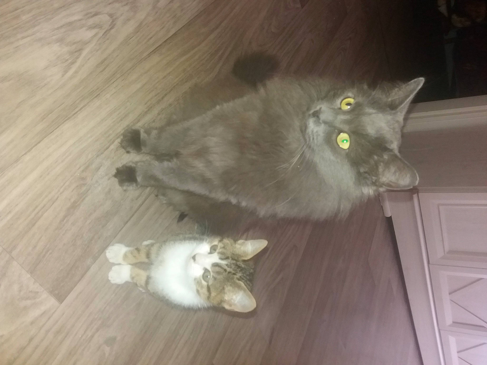 Pounette a rejoint le concours — aidez-le/la à gagner de superbes lots ! asian_semi_longhair, british_longhair, british_shorthair, burmilla, carnivore, cat, domestic_long_haired_cat, domestic_short_haired_cat, felidae, fur, hardwood, korat, nebelung, norwegian_forest_cat, persian, ragamuffin, small_to_medium_sized_cats, tail, whiskers, wood