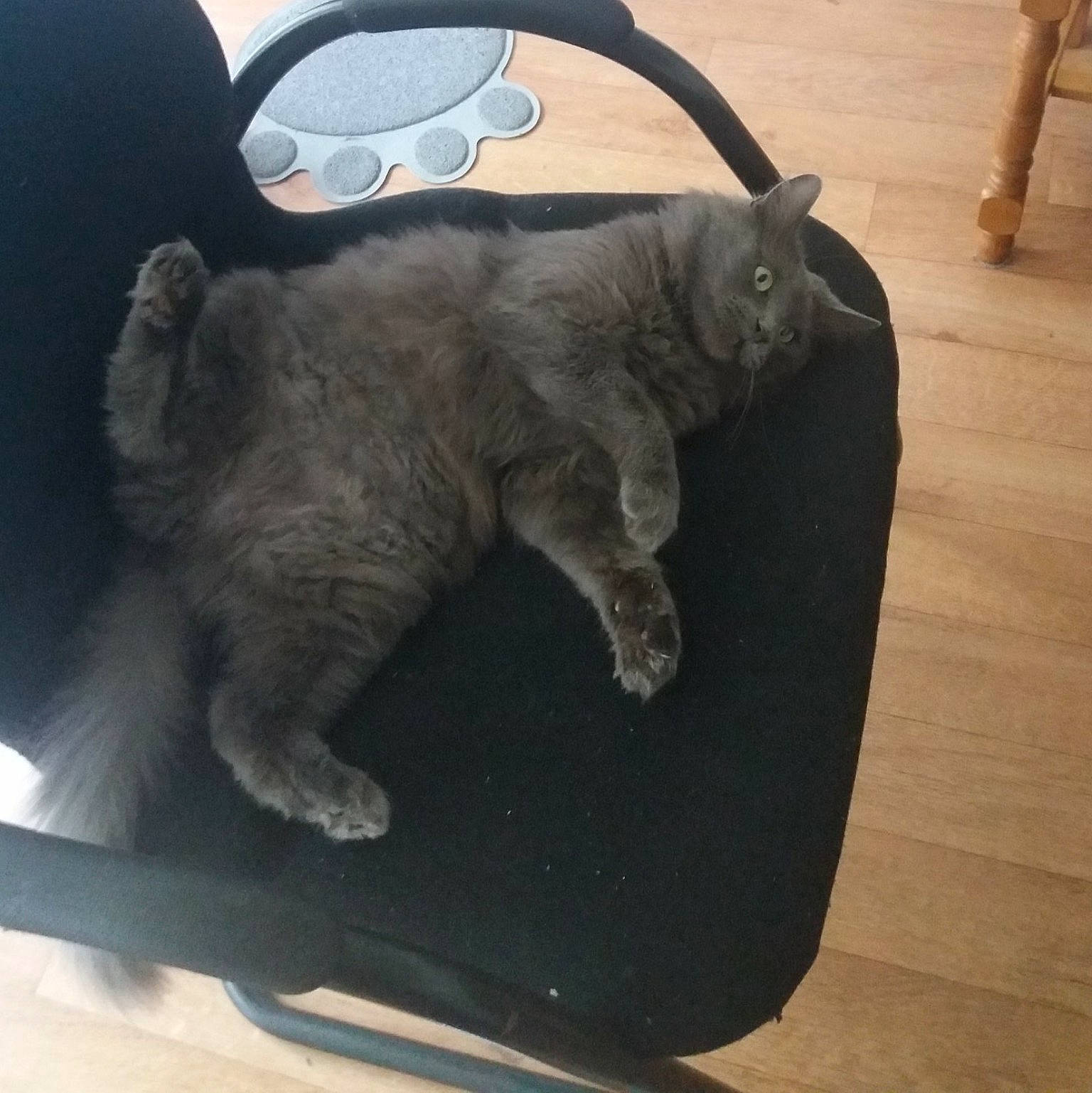 Lily a rejoint le concours — aidez-le/la à gagner de superbes lots ! british_shorthair, carnivore, cat, chartreux, domestic_short_haired_cat, felidae, fur, korat, nebelung, russian_blue, small_to_medium_sized_cats, snout, tail, whiskers