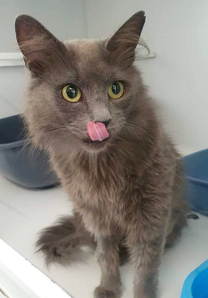 Lily a rejoint le concours — aidez-le/la à gagner de superbes lots ! carnivore, cat, chartreux, domestic_long_haired_cat, domestic_short_haired_cat, felidae, javanese, kitten, korat, mammal, nebelung, oriental_longhair, polydactyl_cat, russian_blue, small_to_medium_sized_cats, snout, vertebrate, whiskers