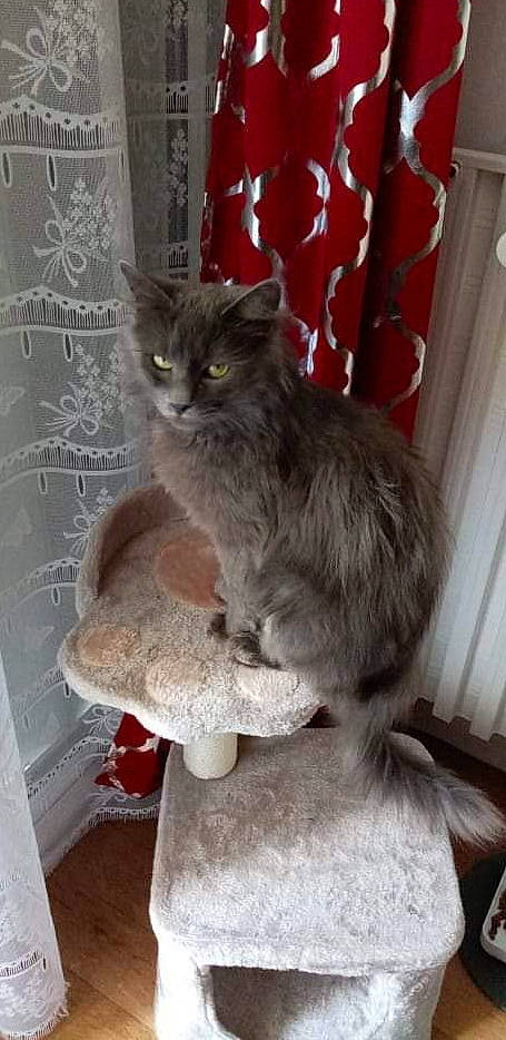 Lily a rejoint le concours — aidez-le/la à gagner de superbes lots ! asian, british_longhair, british_semi_longhair, carnivore, cat, domestic_long_haired_cat, domestic_short_haired_cat, european_shorthair, felidae, kitten, maine_coon, mammal, nebelung, norwegian_forest_cat, polydactyl_cat, siberian, small_to_medium_sized_cats, tabby_cat, vertebrate, whiskers