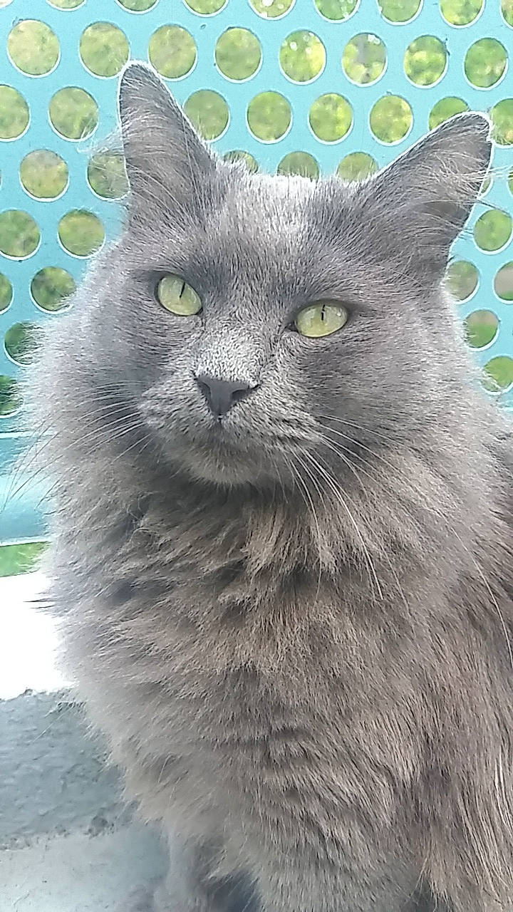 Lily Pounette a rejoint le concours — aidez-le/la à gagner de superbes lots ! british_longhair, british_semi_longhair, british_shorthair, burmese, carnivore, cat, chartreux, domestic_long_haired_cat, domestic_short_haired_cat, felidae, korat, maine_coon, mammal, nebelung, russian_blue, small_to_medium_sized_cats, snout, vertebrate, whiskers