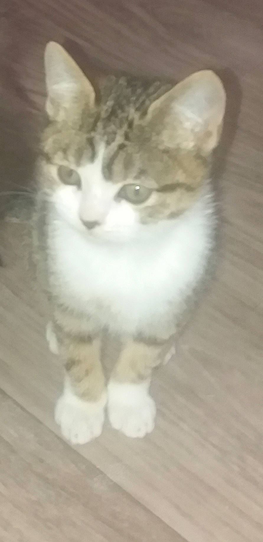 Lily Pounette participe au concours pour gagner de l'argent avec cette photo : aegean_cat, american_curl, american_wirehair, asian, carnivore, cat, domestic_short_haired_cat, european_shorthair, felidae, kitten, mammal, norwegian_forest_cat, paw, polydactyl_cat, small_to_medium_sized_cats, snout, tabby_cat, tail, vertebrate, whiskers