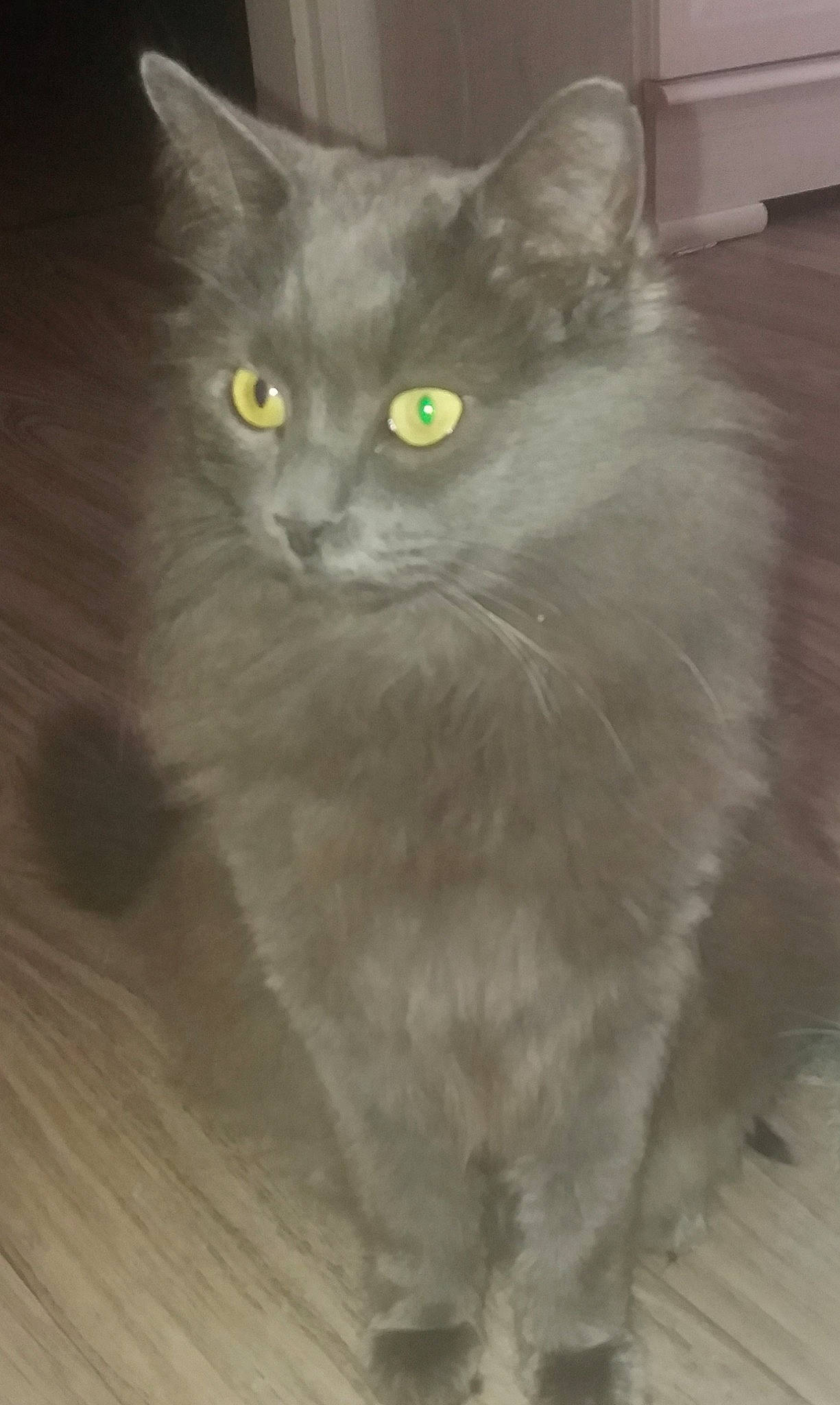 Lily Pounette a rejoint le concours — aidez-le/la à gagner de superbes lots ! asian_semi_longhair, british_longhair, british_semi_longhair, carnivore, cat, domestic_long_haired_cat, eye, felidae, fur, iris, maine_coon, mammal, nebelung, norwegian_forest_cat, ragamuffin, siberian, small_to_medium_sized_cats, turkish_angora, vertebrate, whiskers