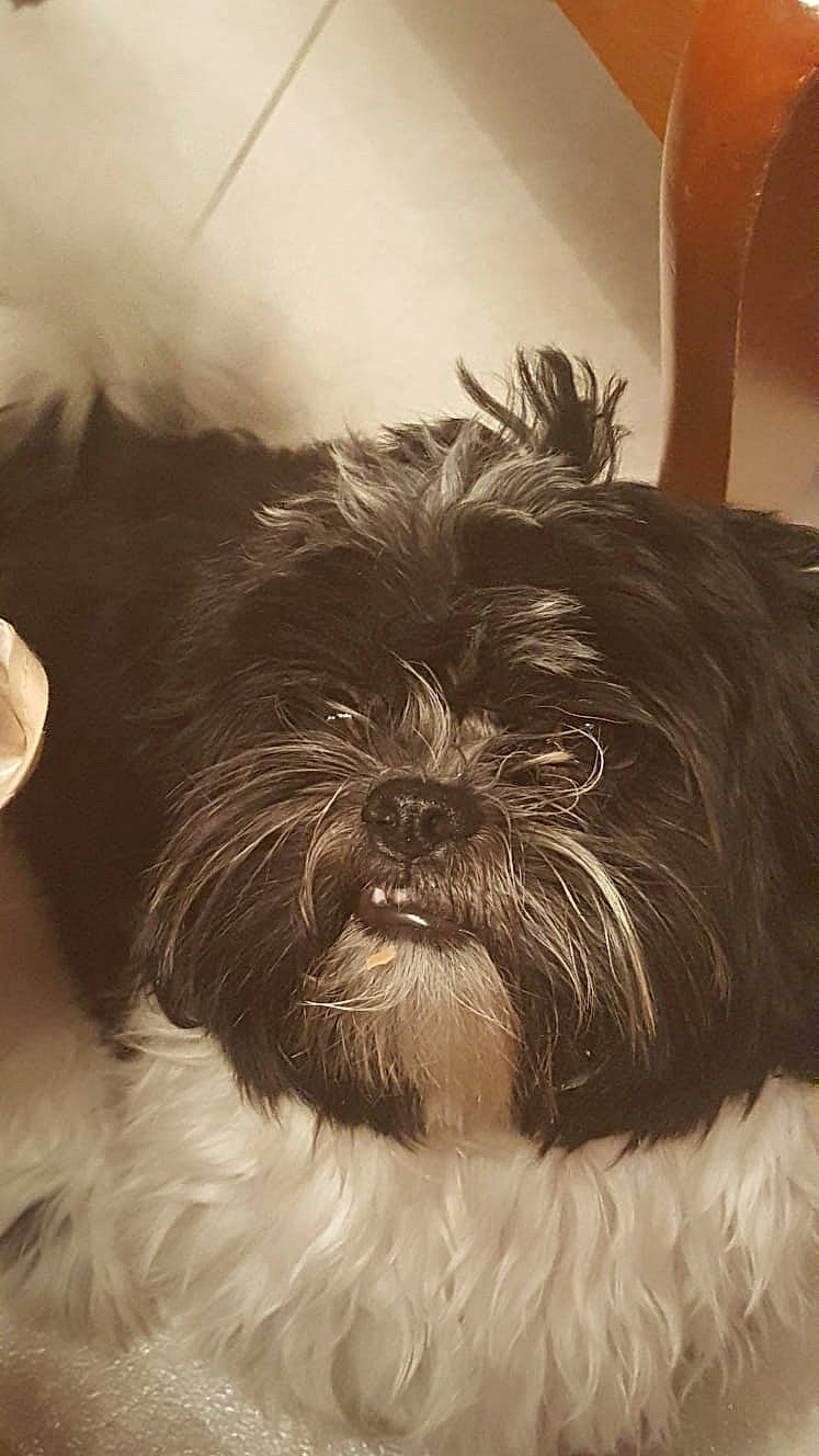 Oreo participe au concours pour gagner de l'argent avec cette photo : biewer_terrier, canidae, carnivore, comfort, companion_dog, dog, dog_breed, dog_supply, fur, liver, maltepoo, non_sporting_group, shih_tzu, small_terrier, snout, sporting_group, terrestrial_animal, terrier, toy_dog, working_animal