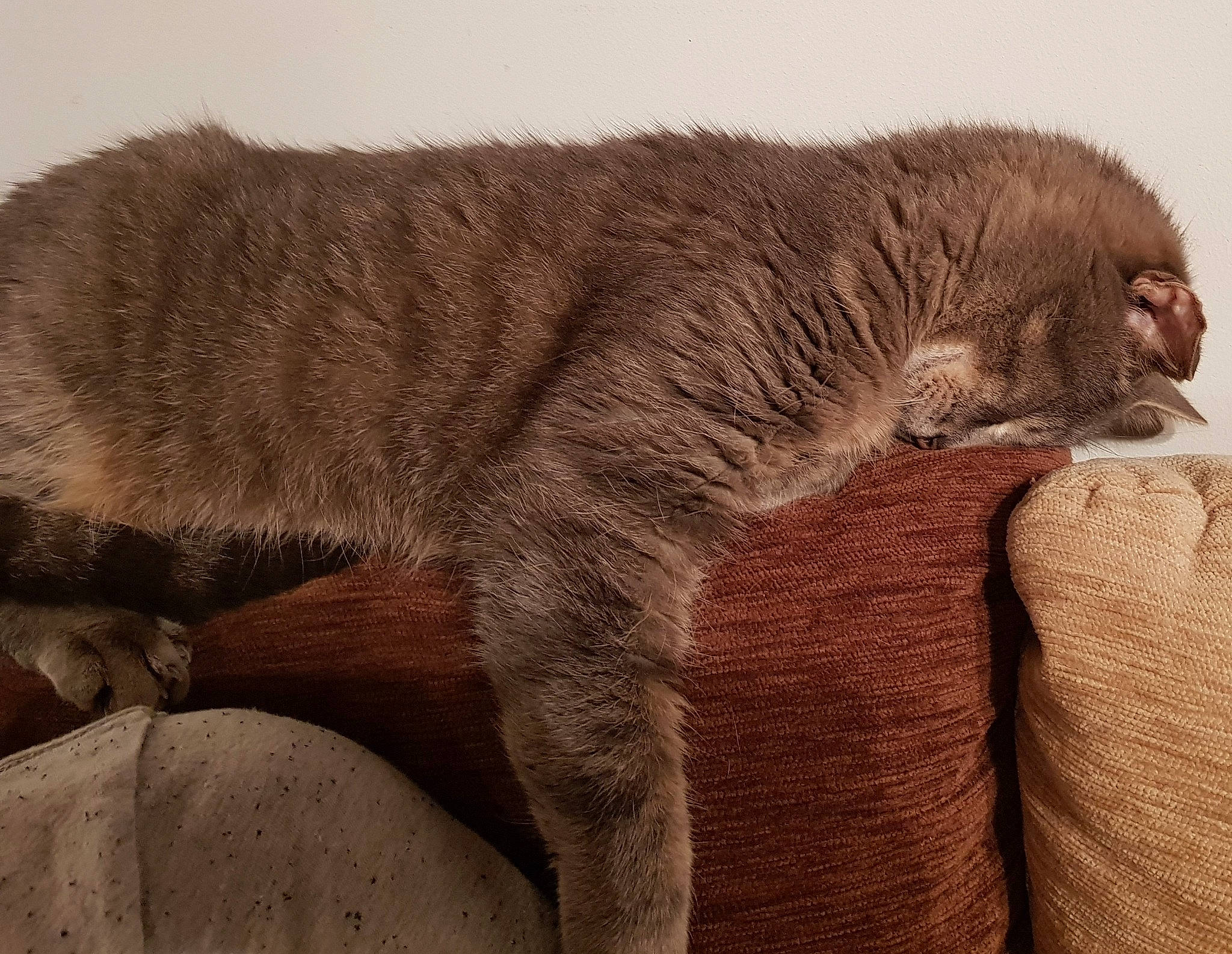 Granola participe au concours pour gagner de l'argent avec cette photo : art, big_cats, canidae, carnivore, cat, claw, comfort, dog_breed, fawn, felidae, fur, liver, small_to_medium_sized_cats, snout, sporting_group, tail, terrestrial_animal, whiskers, wildlife, working_animal