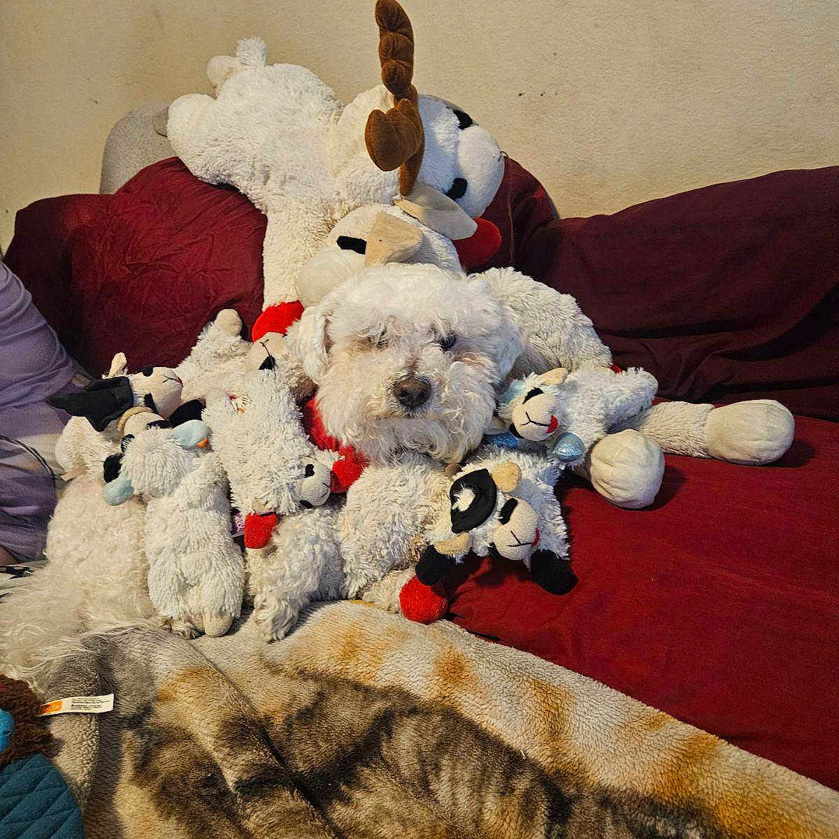 Buddy is registered to the contest to win money with this photo: animal, ball, bed, bedroom, blanket, canine, couch, cushion, dog, furniture, homedecor, indoors, pet, plush, poodle, puppy, quilt, room, teddybear, toy