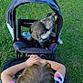 baby_stroller, back_view, blonde_hair, canine, casual_clothing, child, dog, grass, grass_field, leisure, nature, outdoor, pet, playful, playtime, puppy, stroller, summer, sunlight, young_child