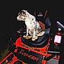 Dottie Mae is registered to the contest to win money with this photo: animal, black_background, control_panel, dog, domestic_animal, grass, lawn_mower, leisure, looking_away, machine, metal, night, outdoor, pet, plastic_bottle, red, seat, sitting, spot, vehicle