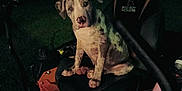 Dottie Mae joined the competition — help win amazing prizes! animal, dark, dog, ears, face, grass, handle, lawn_mower, machine, night, outdoor, park, pet, puppy, quiet, seat, sitting, spotted, vehicle, zt_avenger