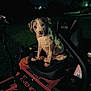 animal, dark, dog, ears, face, grass, handle, lawn_mower, machine, night, outdoor, park, pet, puppy, quiet, seat, sitting, spotted, vehicle, zt_avenger