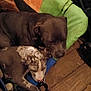 Dottie Mae is registered to the contest to win money with this photo: animal, bed, black, brown, canine, companion, cozy, dog, domestic, indoor, pet, puppy, relaxed, resting, sleeping, snuggling, spotted, two_dogs, white, wood_floor