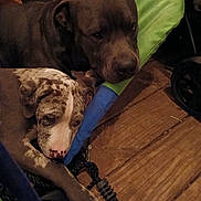 Dottie Mae joined the competition — help win amazing prizes! animal, brown_dog, canine, close_up, companion, cozy, dog, ears, fur, indoor, laying_down, leash, noses, pet_bed, puppy, resting, rope, snuggling, spotted_dog, wooden_floor