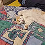 Rusty participe au concours pour gagner de l'argent avec cette photo : cat, sleeping, blanket, indoor, feline, resting, patterned_blanket, cozy, pet, fur, whiskers, paw, relaxed, animal, cute, domestic, cute_pet, lying_down, calm, comfortable