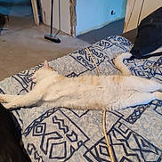 Rusty a rejoint le concours — aidez-le/la à gagner de superbes lots ! cat, bed, blanket, feline, animal, indoor, sleeping, relaxed, stretched_out, fur, tail, paws, pattern, textile, furniture, domestic, cozy, resting, whiskers, cute