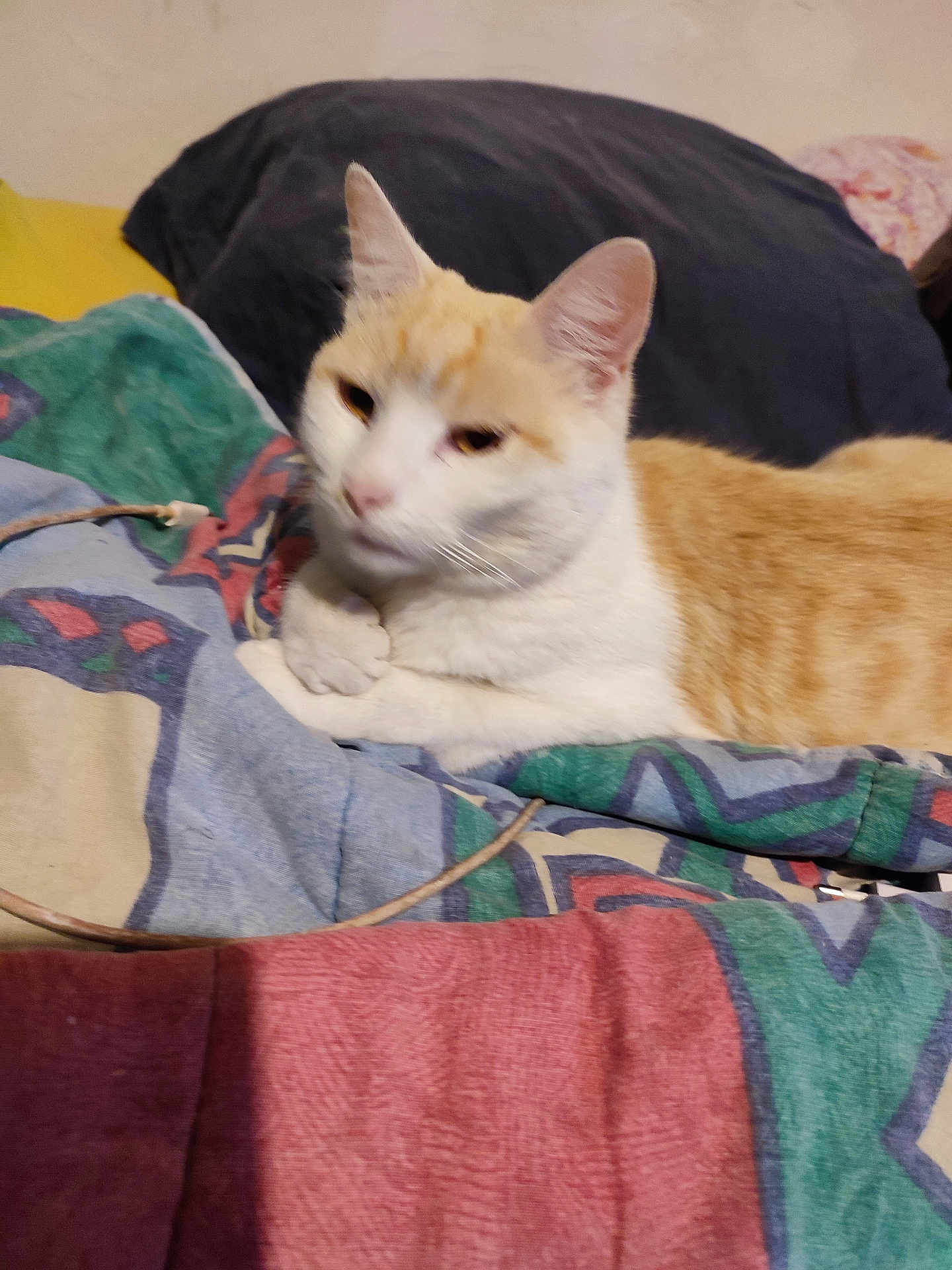 Rusty participe au concours pour gagner de l'argent avec cette photo : cat, orange_and_white, lying_down, blanket, pillow, indoor, resting, sleepy, pet, animal, feline, cozy, patterned_blanket, fur, whiskers, ears, relaxed, home, domestic_cat, cute