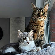 Samba Et Tya participe au concours pour gagner de l'argent avec cette photo : cat, tabby_cat, kitten, gray_cat, white_cat, indoor, window, blanket, pet, animal, feline, resting, curious, whiskers, ears, eyes, fur, cozy, domestic, companion
