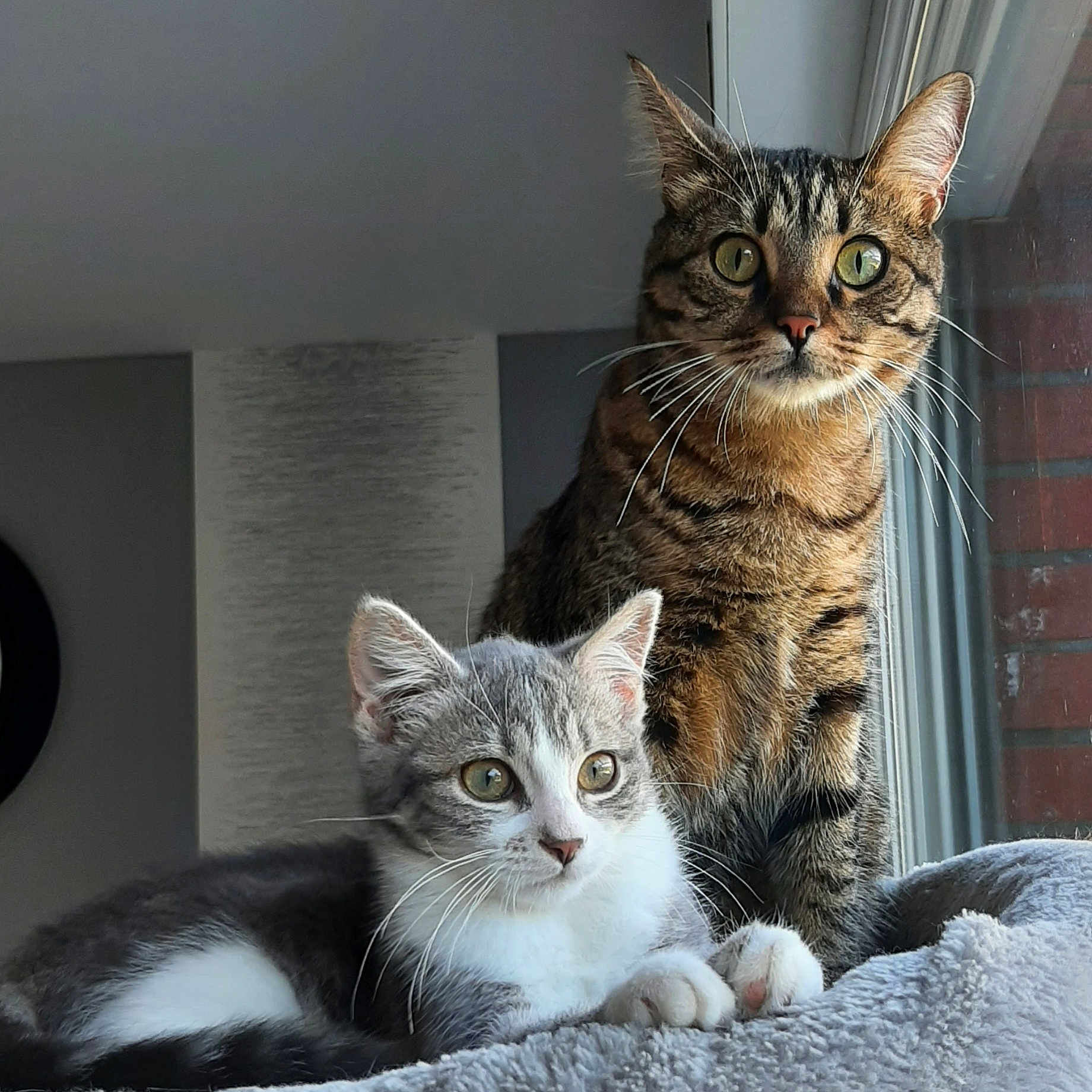 Samba Et Tya participe au concours pour gagner de l'argent avec cette photo : animal, blanket, cat, companion, cozy, curious, domestic, ears, eyes, feline, fur, gray_cat, indoor, kitten, pet, resting, tabby_cat, whiskers, white_cat, window