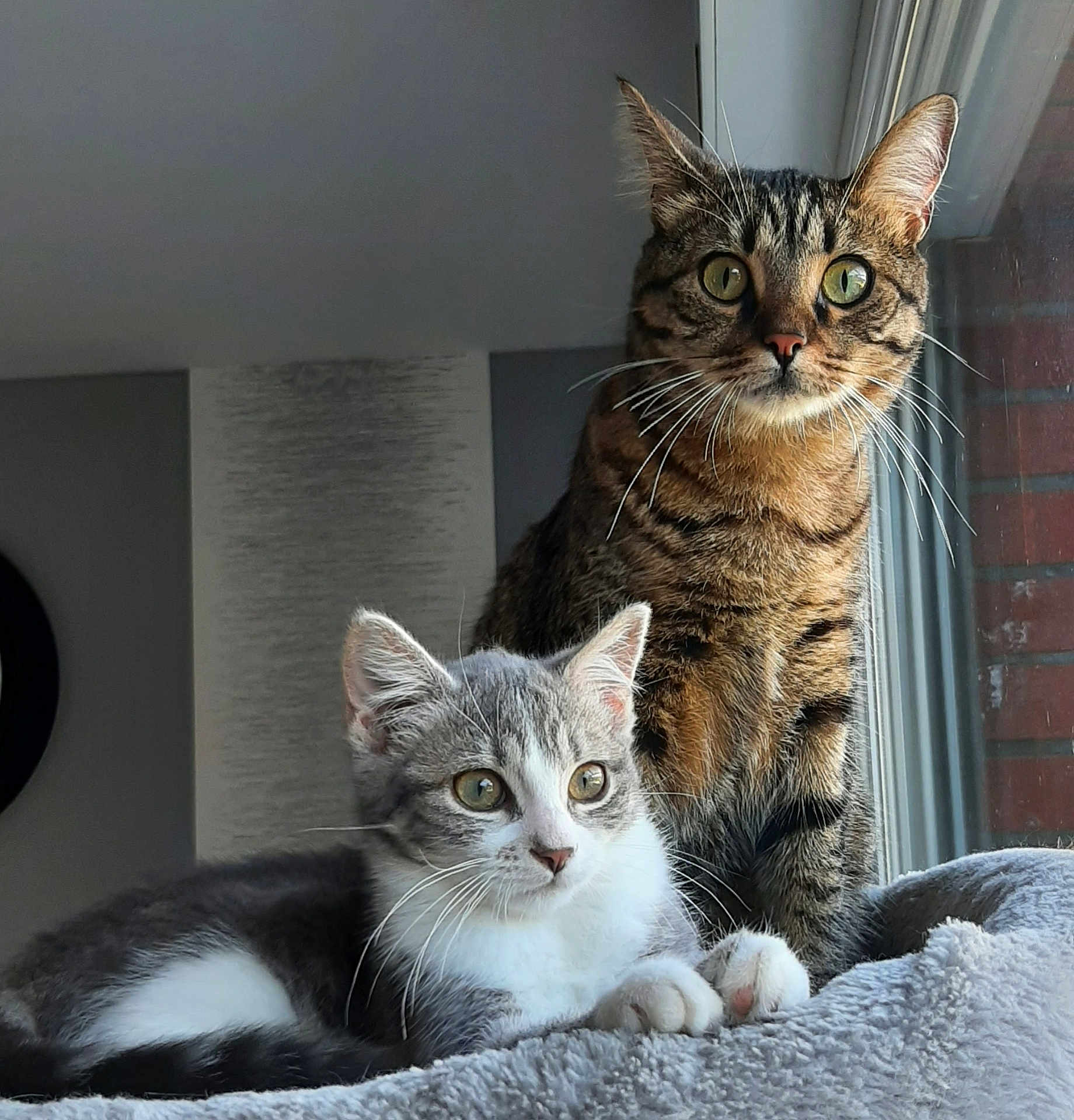 Samba Et Tya participe au concours pour gagner de l'argent avec cette photo : cat, tabby_cat, kitten, gray_cat, white_cat, indoor, window, blanket, pet, animal, feline, resting, curious, whiskers, ears, eyes, fur, cozy, domestic, companion