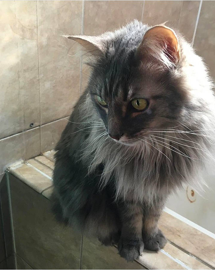 Toki joined the competition — help win amazing prizes! black_cat, british_longhair, carnivore, cat, claw, domestic_short_haired_cat, felidae, flooring, fur, grey, paw, sitting, small_to_medium_sized_cats, snout, tail, terrestrial_animal, whiskers, window