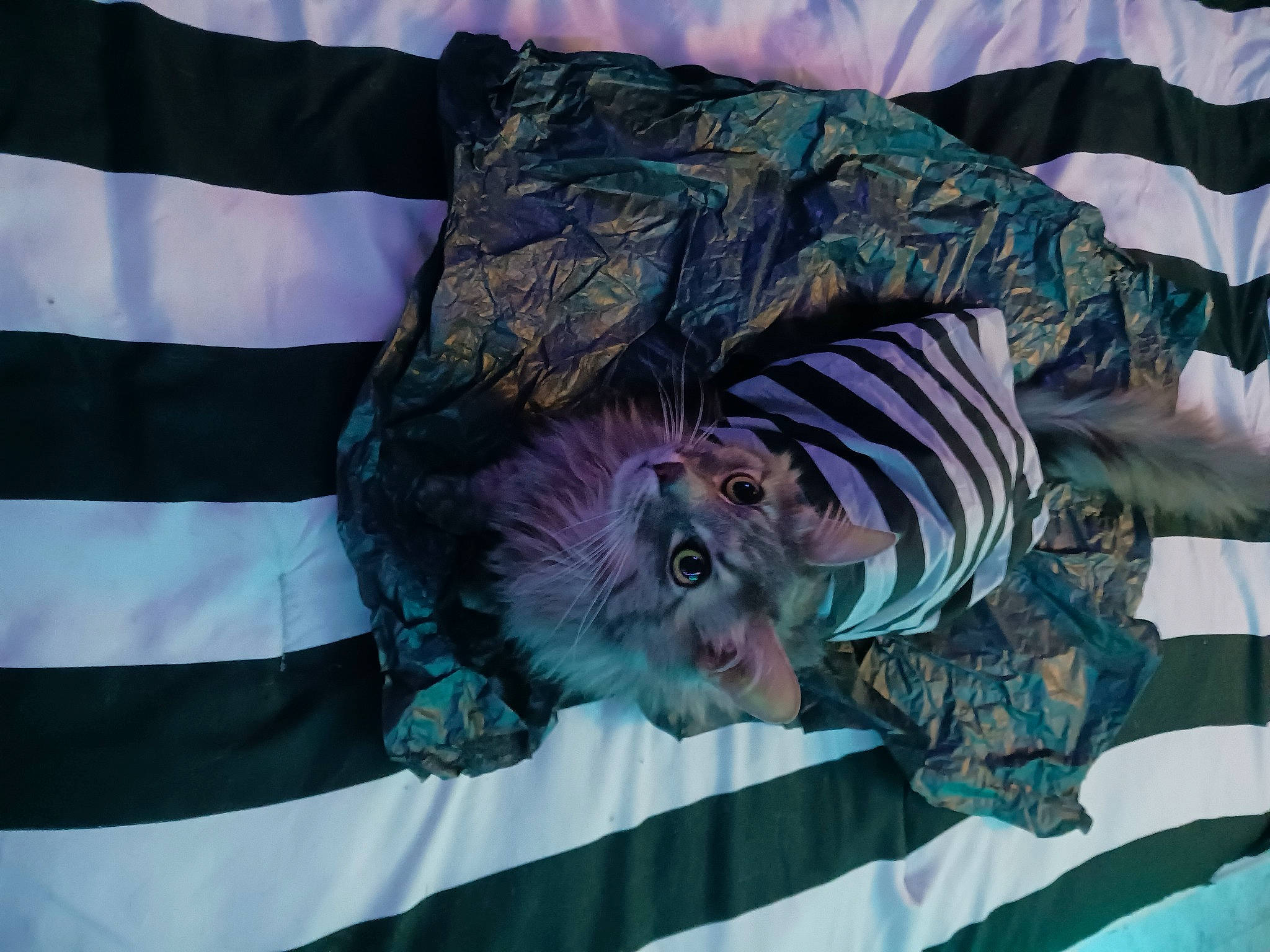 Toki joined the competition — help win amazing prizes! comfort, event, felidae, flag, fun, hat, linens, pattern, room, sleeve, sporting_group, textile, tree