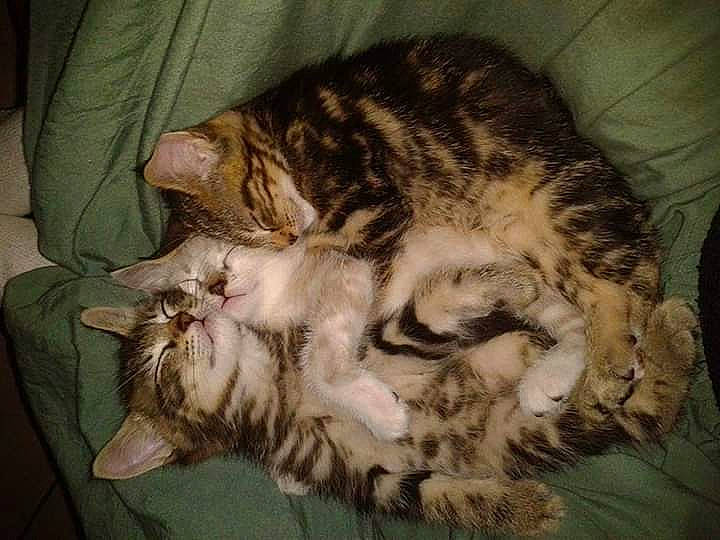 Snow participe au concours pour gagner de l'argent avec cette photo : american_shorthair, asian, bengal, carnivore, cat, domestic_short_haired_cat, dragon_li, egyptian_mau, european_shorthair, felidae, fur, kitten, mammal, ocicat, sleep, small_to_medium_sized_cats, sokoke, tabby_cat, vertebrate, whiskers