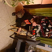 Anko a rejoint le concours — aidez-le/la à gagner de superbes lots ! artificial_flower, cut_flowers, event, flooring, floral_design, floristry, flower, flower_arranging, flowerpot, fun, houseplant, plant, room, tradition, tree, wood