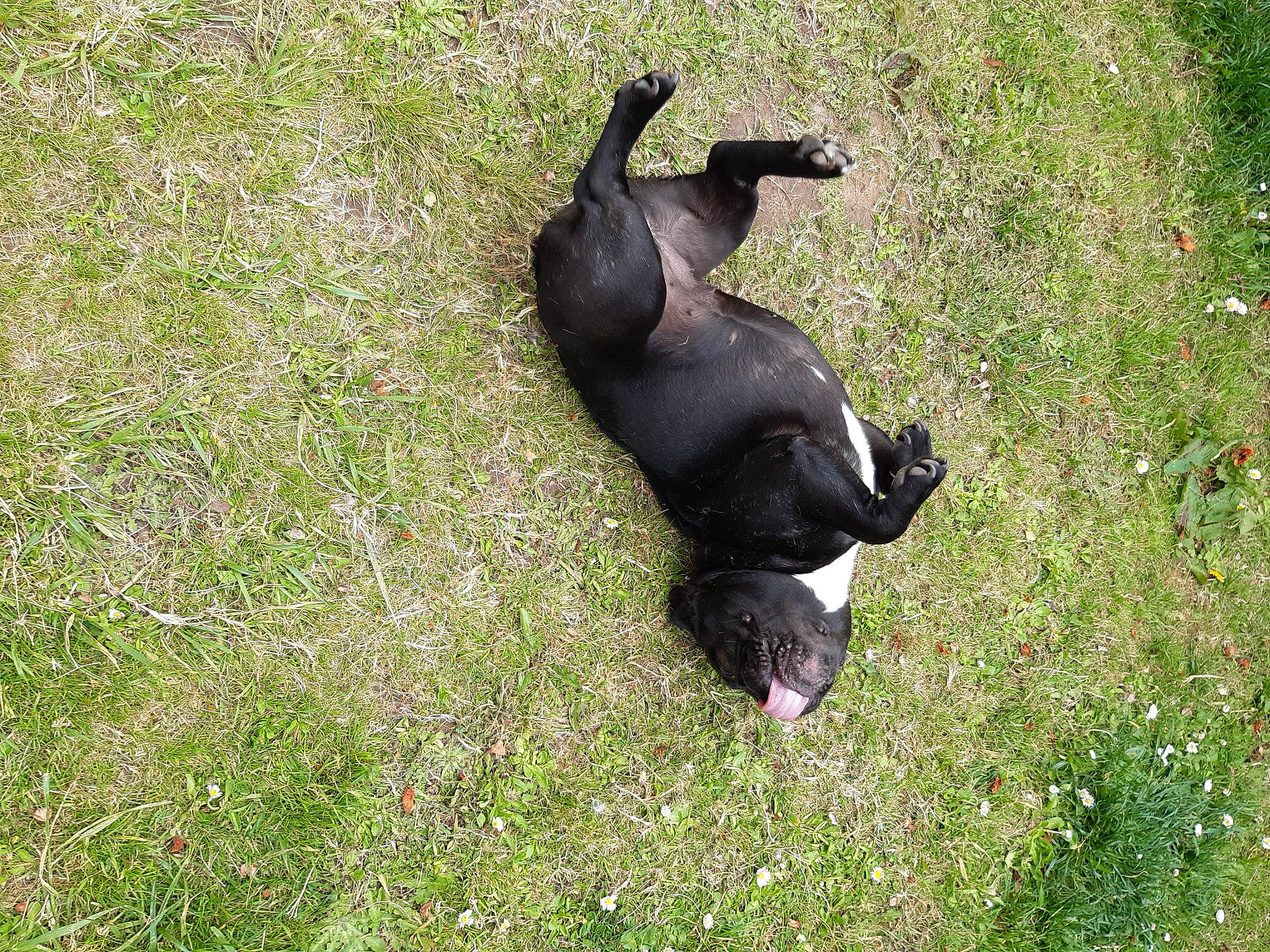 Raya a rejoint le concours — aidez-le/la à gagner de superbes lots ! canidae, carnivore, companion_dog, dog, dog_breed, grass, grassland, groundcover, guard_dog, herbaceous_plant, hunting_dog, non_sporting_group, pasture, plant, sporting_group, tail, terrestrial_animal, working_animal, working_dog