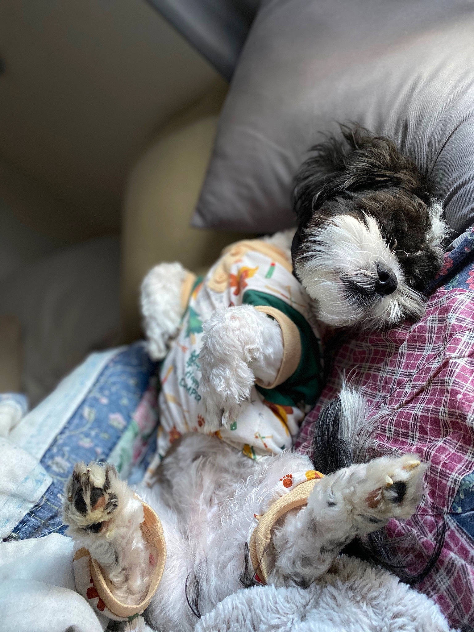 Felix is registered to the contest to win money with this photo: carnivore, cat, comfort, companion_dog, dog, dog_breed, domestic_short_haired_cat, felidae, fur, grey, house, linens, small_to_medium_sized_cats, snout, stuffed_toy, tail, toy, toy_dog, whiskers, wool