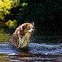 dog, water, wet, shake, outdoor, nature, animal, river, fur, brown, white, motion, splash, canine, summer, playful, forest, wildlife, portrait, daylight