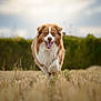 Cooper participe au concours pour gagner de l'argent avec cette photo : dog, running, field, outdoor, grass, wheat, nature, canine, happy, fluffy, brown, white, pet, animal, playful, summer, sky, hedge, tongue_out, fur