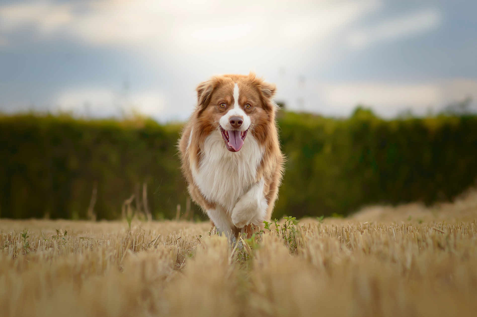 Cooper participe au concours pour gagner de l'argent avec cette photo : dog, running, field, outdoor, grass, wheat, nature, canine, happy, fluffy, brown, white, pet, animal, playful, summer, sky, hedge, tongue_out, fur
