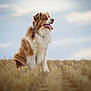 Cooper participe au concours pour gagner de l'argent avec cette photo : dog, australian_shepherd, field, wheat, outdoor, nature, tongue_out, fur, animal, pet, sitting, sky, cloudy, brown, white, grass, canine, muzzle, ears, portrait